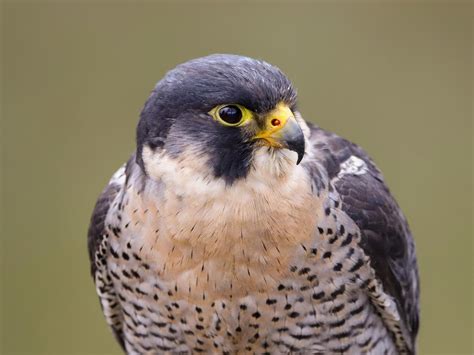 paragon falcon bird
